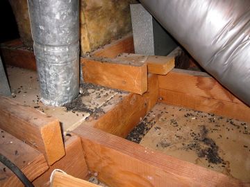 Crawl Space Restoration in Rancho Park, California