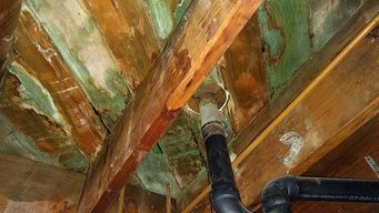Crawl Space Mold Remediation in Los Angeles, CA (2)